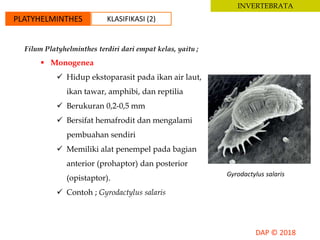 INVERTEBRATA
PLATYHELMINTHES KLASIFIKASI (2)
Filum Platyhelminthes terdiri dari empat kelas, yaitu ;
 Monogenea
 Hidup ekstoparasit pada ikan air laut,
ikan tawar, amphibi, dan reptilia
 Berukuran 0,2-0,5 mm
 Bersifat hemafrodit dan mengalami
pembuahan sendiri
 Memiliki alat penempel pada bagian
anterior (prohaptor) dan posterior
(opistaptor).
 Contoh ; Gyrodactylus salaris
Gyrodactylus salaris
 