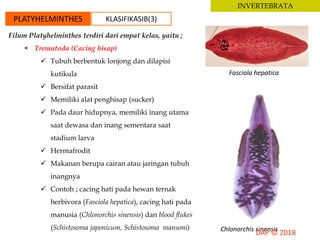 INVERTEBRATA
PLATYHELMINTHES KLASIFIKASIB(3)
Filum Platyhelminthes terdiri dari empat kelas, yaitu ;
 Trematoda (Cacing hisap)
 Tubuh berbentuk lonjong dan dilapisi
kutikula
 Bersifat parasit
 Memiliki alat penghisap (sucker)
 Pada daur hidupnya, memiliki inang utama
saat dewasa dan inang sementara saat
stadium larva
 Hermafrodit
 Makanan berupa cairan atau jaringan tubuh
inangnya
 Contoh ; cacing hati pada hewan ternak
herbivora (Fasciola hepatica), cacing hati pada
manusia (Chlonorchis sinensis) dan blood flukes
(Schistosoma japonicum, Schistosoma mansoni)
Fasciola hepatica
Chlonorchis sinensis
 