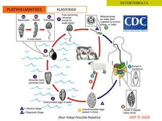 INVERTEBRATA
PLATYHELMINTHES KLASIFIKASI
Daur hidup Fasciola hepatica
 