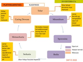 INVERTEBRATA
PLATYHELMINTHES KLASIFIKASI
Telur
Mirasidium
Sporosista
RediaSerkaria
Metaserkaria
Cacing Dewasa
Telur keluar
bersama tinja
manusia
Larva
bersilia yg
menginfeksi
siput air
tawar
(Lymnaea)
Larva
bersilia
keluar dari
tubuh
siput&mene
mpel di
tumbuhan
air
Termakan hewan
ternak&menjadi
cacing baru di
usus dan hati
hewan
Hidup
parasit
pada
hati
manusia
Siput air
Hewan ternak
Manusia
Daur hidup Fasciola hepatica
 