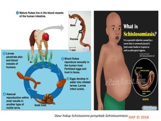 Daur hidup Schistosoma penyebab Schistosomiasis
 