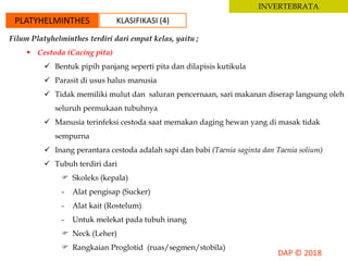 INVERTEBRATA
PLATYHELMINTHES KLASIFIKASI (4)
Filum Platyhelminthes terdiri dari empat kelas, yaitu ;
 Cestoda (Cacing pita)
 Bentuk pipih panjang seperti pita dan dilapisis kutikula
 Parasit di usus halus manusia
 Tidak memiliki mulut dan saluran pencernaan, sari makanan diserap langsung oleh
seluruh permukaan tubuhnya
 Manusia terinfeksi cestoda saat memakan daging hewan yang di masak tidak
sempurna
 Inang perantara cestoda adalah sapi dan babi (Taenia saginta dan Taenia solium)
 Tubuh terdiri dari
 Skoleks (kepala)
- Alat pengisap (Sucker)
- Alat kait (Rostelum)
- Untuk melekat pada tubuh inang
 Neck (Leher)
 Rangkaian Proglotid (ruas/segmen/stobila)
 