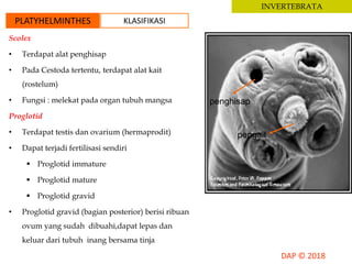 Scolex
• Terdapat alat penghisap
• Pada Cestoda tertentu, terdapat alat kait
(rostelum)
• Fungsi : melekat pada organ tubuh mangsa
Proglotid
• Terdapat testis dan ovarium (hermaprodit)
• Dapat terjadi fertilisasi sendiri
 Proglotid immature
 Proglotid mature
 Proglotid gravid
• Proglotid gravid (bagian posterior) berisi ribuan
ovum yang sudah dibuahi,dapat lepas dan
keluar dari tubuh inang bersama tinja
penghisap
pengait
INVERTEBRATA
PLATYHELMINTHES KLASIFIKASI
 