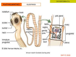 INVERTEBRATA
PLATYHELMINTHES KLASIFIKASI
Strutur tubuh Cestoda (cacing pita)
 