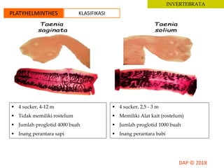 INVERTEBRATA
PLATYHELMINTHES KLASIFIKASI
 4 sucker, 4-12 m
 Tidak memiliki rostelum
 Jumlah proglotid 4000 buah
 Inang perantara sapi
 4 sucker, 2,5 - 3 m
 Memiliki Alat kait (rostelum)
 Jumlah proglotid 1000 buah
 Inang perantara babi
 