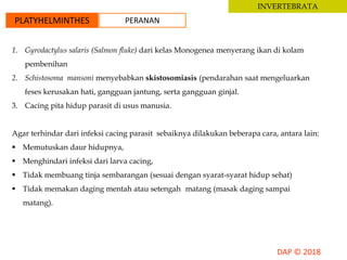 INVERTEBRATA
PLATYHELMINTHES PERANAN
1. Gyrodactylus salaris (Salmon fluke) dari kelas Monogenea menyerang ikan di kolam
pembenihan
2. Schistosoma mansoni menyebabkan skistosomiasis (pendarahan saat mengeluarkan
feses kerusakan hati, gangguan jantung, serta gangguan ginjal.
3. Cacing pita hidup parasit di usus manusia.
Agar terhindar dari infeksi cacing parasit sebaiknya dilakukan beberapa cara, antara lain:
 Memutuskan daur hidupnya,
 Menghindari infeksi dari larva cacing,
 Tidak membuang tinja sembarangan (sesuai dengan syarat-syarat hidup sehat)
 Tidak memakan daging mentah atau setengah matang (masak daging sampai
matang).
 