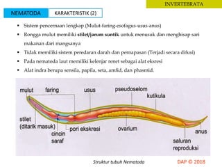  Sistem pencernaan lengkap (Mulut-faring-esofagus-usus-anus)
 Rongga mulut memiliki stilet/jarum suntik untuk menusuk dan menghisap sari
makanan dari mangsanya
 Tidak memiliki sistem peredaran darah dan pernapasan (Terjadi secara difusi)
 Pada nematoda laut memiliki kelenjar renet sebagai alat eksresi
 Alat indra berupa sensila, papila, seta, amfid, dan phasmid.
INVERTEBRATA
Struktur tubuh Nematoda
NEMATODA KARAKTERISTIK (2)
 