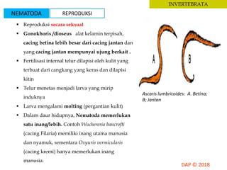 INVERTEBRATA
 Reproduksi secara seksual
 Gonokhoris /dioseus alat kelamin terpisah,
cacing betina lebih besar dari cacing jantan dan
yang cacing jantan mempunyai ujung berkait .
 Fertilisasi internal telur dilapisi oleh kulit yang
terbuat dari cangkang yang keras dan dilapisi
kitin
 Telur menetas menjadi larva yang mirip
induknya
 Larva mengalami molting (pergantian kulit)
 Dalam daur hidupnya, Nematoda memerlukan
satu inang/lebih. Contoh Wuchereria bancrofti
(cacing Filaria) memiliki inang utama manusia
dan nyamuk, sementara Oxyuris vermicularis
(cacing kremi) hanya memerlukan inang
manusia.
Ascaris lumbricoides: A. Betina;
B; Jantan
NEMATODA REPRODUKSI
 