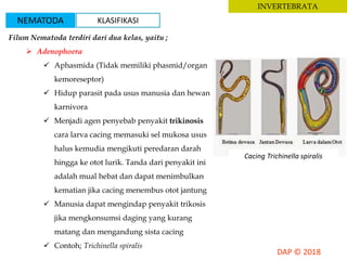 INVERTEBRATA
Filum Nematoda terdiri dari dua kelas, yaitu ;
 Adenophoera
 Aphasmida (Tidak memiliki phasmid/organ
kemoreseptor)
 Hidup parasit pada usus manusia dan hewan
karnivora
 Menjadi agen penyebab penyakit trikinosis
cara larva cacing memasuki sel mukosa usus
halus kemudia mengikuti peredaran darah
hingga ke otot lurik. Tanda dari penyakit ini
adalah mual hebat dan dapat menimbulkan
kematian jika cacing menembus otot jantung
 Manusia dapat mengindap penyakit trikosis
jika mengkonsumsi daging yang kurang
matang dan mengandung sista cacing
 Contoh; Trichinella spiralis
Cacing Trichinella spiralis
NEMATODA KLASIFIKASI
 