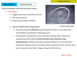 INVERTEBRATA
Filum Nematoda terdiri dari dua kelas, yaitu ;
 Secernentea
 Anggota spesiesnya memiliki phasmid
 (alat kemoreseptor)
 Hidup dalam tubuh vertebrata
1. Ascaris lumbricoides (cacing perut)
 Penyebab penyakit askariasis yang merupakan infeksi di usus halus dan
menyebabkan penderitanya kekurangan gizi.
 Cacing betina menghasilkan telur dan keluar bersama tinja. Telur yang
mngandung embrio dapat tertelan bersama-sama makanan yang
terkontaminasi. Didalam usus telur menetas menjadi larva kemudia larva
menembus dinding usus dan masuk ke dalam pembuluh darah, jantung, paru-
paru, faring dan usus halus hingga cacing tumbuh dewasa.
Ascaris lumbricoides
NEMATODA KLASIFIKASI (2)
 
