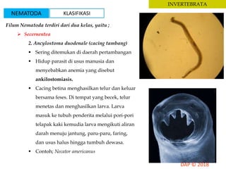 INVERTEBRATA
Filum Nematoda terdiri dari dua kelas, yaitu ;
 Secernentea
2. Ancylostoma duodenale (cacing tambang)
 Sering ditemukan di daerah pertambangan
 Hidup parasit di usus manusia dan
menyebabkan anemia yang disebut
ankilostomiasis.
 Cacing betina menghasilkan telur dan keluar
bersama feses. Di tempat yang becek, telur
menetas dan menghasilkan larva. Larva
masuk ke tubuh penderita melalui pori-pori
telapak kaki kemudia larva mengikuti aliran
darah menuju jantung, paru-paru, faring,
dan usus halus hingga tumbuh dewasa.
 Contoh; Necator americanus
NEMATODA KLASIFIKASI
 