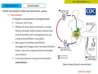 INVERTEBRATA
Filum Nematoda terdiri dari dua kelas, yaitu ;
 Secernentea
3. Oxyuris vermicularis (cacing kremi)
 Ukuran 10-15 nm
 Hidup di usus besar manusia, cacing
betina menuju dubur pada malam hari
untuk bertelur dan mengeluarkan zat
yang menyebabkan rasa gatal
 Rasa gatal membuat penderita
menggaruk hingga telur terselip di kuku-
kuku, dan telur dapat tertelan kembali
saat makan
 Cara penularan cacing kremi disebut
autoinfeksi.
Daur hidup Oxyuris vermicularis
NEMATODA KLASIFIKASI
 