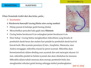 INVERTEBRATA
Filum Nematoda terdiri dari dua kelas, yaitu ;
 Secernentea
4. Wuchereria bancrofti (cacing filatia atau cacing rambut)
 Hidup parasit di kelenjar getah bening (limfa)
 Menyebabkan penyakit kaki gajah atau filariasis
 Cacing betina berukuran 8 cm sedangkan jantan berukuran 4 cm
 Daur hidup : Cacing betina menghasilkan mikrofilaria yang berada di
pembuluh darah besar dan malam hari pindah ke pembuluh darah kecil di
bawah kulit. Bila nyamuk perantara (Culex, Anopheles, Mansonia, atau
Aedes) menggigit, mikrofilia masuk ke perut nyamuk. Mikrofilia akan
bermetamorfosis dalam dinding usus nyamuk dan saat mencapai ukuran 1,4
mm, mikrofilia pindah ke belalai nyamuk dan akan ditularkan ke manusia.
Mikrofilia dalam tubuh manusia akan menuju pembuluh limfa dan
menghambat sirkulasi getah bening sehingga timbul pembengkakan.
NEMATODA KLASIFIKASI
 