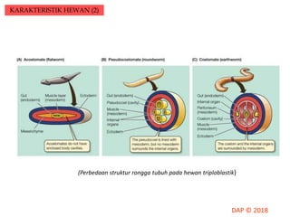 KARAKTERISTIK HEWAN (2)
(Perbedaan struktur rongga tubuh pada hewan triploblastik)
 