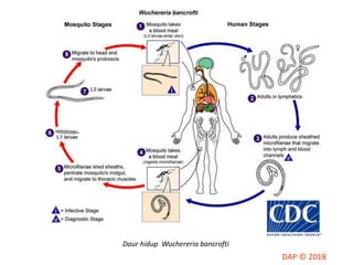 Daur hidup Wuchereria bancrofti
 