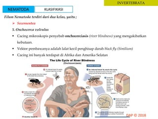 INVERTEBRATA
Filum Nematoda terdiri dari dua kelas, yaitu ;
 Secernentea
5. Onchocerca volvulus
 Cacing mikroskopis penyebab onchocerciasis (river blindness) yang mengakibatkan
kebutaan.
 Vektor pembawanya adalah lalat kecil penghisap darah black fly (Similium)
 Cacing ini banyak terdapat di Afrika dan Amerika Selatan
NEMATODA KLASIFIKASI
 