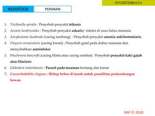 INVERTEBRATA
1. Trichinella spiralis : Penyebab penyakit trikosis
2. Ascaris lumbricoides : Penyebab penyakit askaris/ infeksi di usus halus manusia
3. Ancylostoma duodenale (cacing tambang) : Penyebab penyakit anemia ankilostomiasis.
4. Oxyuris vermicularis (cacing kremi) : Penyebab gatal pada dubur manusia dan
menyebabkan autoinfeksi
5. Wuchereria bancrofti (cacing filatia atau cacing rambut) : Penyebab penyakit kaki gajah
atau filariasis
6. Globodera rostochiensis : Parasit pada tanaman kentang dan tomat
7. Caenorhabditis elegans : Hidup bebas di tanah untuk penelitian perkembangan
hewan
NEMATODA PERANAN
 
