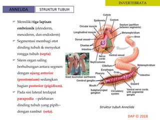 INVERTEBRATA
 Memiliki tiga lapisan
embrionik (ektoderm,
mesoderm, dan endoderm)
 Segmentasi membagi otot
dinding tubuh & menyekat
rongga tubuh (septa)
 Sitem organ saling
berhubungan antara segmen
dengan ujung anterior
(prostomium) sedangkan
bagian posterior (pigidium).
 Pada sisi lateral terdapat
parapodia --pelebaran
dinding tubuh yang pipih--
dengan rambut (seta).
Struktur tubuh Annelida
ANNELIDA STRUKTUR TUBUH
 