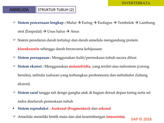 INVERTEBRATA
 Sistem pencernaan lengkap : Mulut  Faring  Esofagus  Tembolok  Lambung
otot (Empedal)  Usus halus  Anus
 Sistem peredaran darah tertutup dan darah annelida mengandung protein
klorokruorin sehingga darah berawarna kehijauaan.
 Sistem pernapasan : Menggunakan kulit/permukaan tubuh secara difusi
 Sistem eksresi : Menggunakan metanefridia, yang terdiri atas nefrostom (corong
bersilia), nefridia (saluran yang terbungkus peritoneum) dan nefridiofor (lubang
eksresi)
 Sistem saraf tangga tali dengn ganglia otak di bagian dorsal depan faring serta sel
indra diseluruh permukaan tubuh
 Sistem reproduksi : Aseksual (Fragmentasi) dan seksual
 Annelida memiliki bintik mata dan alat keseimbangan (stasosista).
ANNELIDA STRUKTUR TUBUH (2)
 