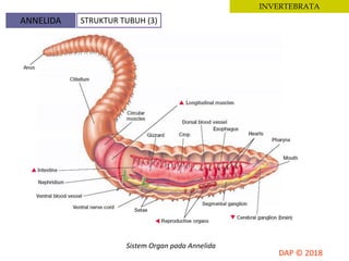 INVERTEBRATA
Sistem Organ pada Annelida
ANNELIDA STRUKTUR TUBUH (3)
 