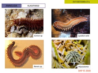 INVERTEBRATA
Eunice sp Lysidice oele
Nereis sp. Myzostoma
ANNELIDA KLASIFIKASI
 