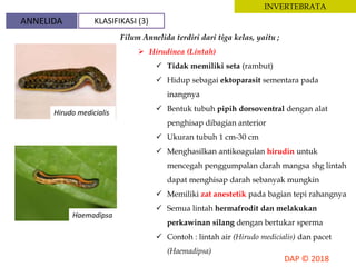 INVERTEBRATA
Filum Annelida terdiri dari tiga kelas, yaitu ;
 Hirudinea (Lintah)
 Tidak memiliki seta (rambut)
 Hidup sebagai ektoparasit sementara pada
inangnya
 Bentuk tubuh pipih dorsoventral dengan alat
penghisap dibagian anterior
 Ukuran tubuh 1 cm-30 cm
 Menghasilkan antikoagulan hirudin untuk
mencegah penggumpalan darah mangsa shg lintah
dapat menghisap darah sebanyak mungkin
 Memiliki zat anestetik pada bagian tepi rahangnya
 Semua lintah hermafrodit dan melakukan
perkawinan silang dengan bertukar sperma
 Contoh : lintah air (Hirudo medicialis) dan pacet
(Haemadipsa)
Hirudo medicialis
Haemadipsa
ANNELIDA KLASIFIKASI (3)
 
