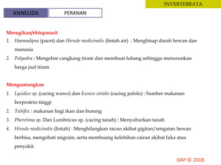 INVERTEBRATA
Merugikan/ektoparasit
1. Haemadipsa (pacet) dan Hirudo medicinalis (lintah air) : Menghisap darah hewan dan
manusia
2. Polyodra : Mengebor cangkang tiram dan membuat lubang sehingga menurunkan
harga jual tiram
Menguntungkan
1. Lycidice sp. (cacing wawo) dan Eunice viridis (cacing palolo) : Sumber makanan
berprotein tinggi
2. Tubifex : makanan bagi ikan dan burung
3. Pheretima sp. Dan Lumbricus sp. (cacing tanah) : Menyuburkan tanah
4. Hirudo medicinalis (lintah) : Menghilangkan racun akibat gigitan/sengatan hewan
berbisa, mengobati migrain, serta membuang kelebihan cairan akibat luka atau
penyakit.
ANNELIDA PERANAN
 