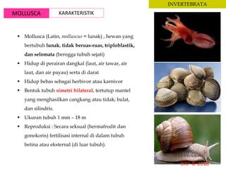 MOLLUSCA KARAKTERISTIK
INVERTEBRATA
 Mollusca (Latin, molluscus = lunak) , hewan yang
bertubuh lunak, tidak beruas-ruas, triploblastik,
dan selomata (berogga tubuh sejati)
 Hidup di perairan dangkal (laut, air tawar, air
laut, dan air payau) serta di darat
 Hidup bebas sebagai herbivor atau karnivor
 Bentuk tubuh simetri bilateral, tertutup mantel
yang menghasilkan cangkang atau tidak; bulat,
dan silindris.
 Ukuran tubuh 1 mm – 18 m
 Reproduksi : Secara seksual (hermafrodit dan
gonokoris) fertilisasi internal di dalam tubuh
betina atau eksternal (di luar tubuh).
 