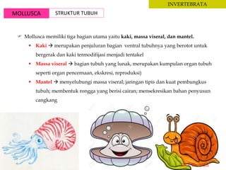 MOLLUSCA STRUKTUR TUBUH
INVERTEBRATA
 Mollusca memiliki tiga bagian utama yaitu kaki, massa viseral, dan mantel.
 Kaki  merupakan penjuluran bagian ventral tubuhnya yang berotot untuk
bergerak dan kaki termodifijasi menjadi tentakel
 Massa viseral  bagian tubuh yang lunak, merupakan kumpulan organ tubuh
seperti organ pencernaan, ekskresi, reproduksi)
 Mantel  menyelubungi massa viseral; jaringan tipis dan kuat pembungkus
tubuh; membentuk rongga yang berisi cairan; mensekresikan bahan penyusun
cangkang
 