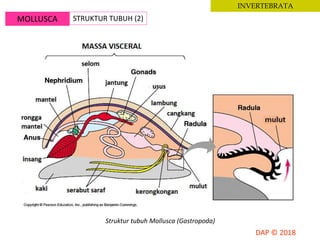 MOLLUSCA STRUKTUR TUBUH (2)
INVERTEBRATA
Struktur tubuh Mollusca (Gastropoda)
 