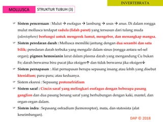 MOLLUSCA STRUKTUR TUBUH (3)
INVERTEBRATA
 Sistem pencernaan : Mulut  esofagus  lambung  usus  anus. Di dalam rongga
mulut mollusca terdapat radula (lidah parut) yang tersusun dari tulang muda
(odontophore) berfungsi untuk mengerok lumut, mengebor, dan menangkap mangsa.
 Sistem peredaran darah : Mollusca memiliki jantung dengan dua serambi dan satu
bilik; peredaran darah terbuka yang mengalir dalam sinus (rongga antara sel-sel
organ); pigmen hemosianin larut dalam plasma darah yang mengandung Cu bukan
Fe; darah berwarna biru pucat jika oksigen dan tidak berwarna jika oksigen
 Sistem pernapasan : Alat pernapasan berupa sepasang insang atau lebih yang disebut
ktenidium; paru-paru; atau keduanya.
 Sistem eksresi : Sepasang protonefridium
 Sistem saraf : Cincin saraf yang melingkari esofagus dengan beberapa pasang
ganglion dan dua pasang benang saraf yang berhubungan dengan kaki, mantel, dan
organ-organ dalam.
 Sistem indra : Sepasang osfradium (kemoresptor), mata, dan statosista (alat
keseimbangan).
 