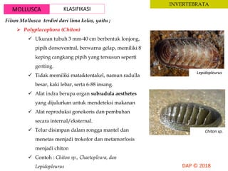 MOLLUSCA KLASIFIKASI
INVERTEBRATA
Filum Mollusca terdiri dari lima kelas, yaitu ;
 Polyplacophora (Chiton)
 Ukuran tubuh 3 mm-40 cm berbentuk lonjong,
pipih dorsoventral, berwarna gelap, memiliki 8
keping cangkang pipih yang tersusun seperti
genting.
 Tidak memiliki mata&tentakel, namun radulla
besar, kaki lebar, serta 6-88 insang.
 Alat indra berupa organ subradula aesthetes
yang dijulurkan untuk mendeteksi makanan
 Alat reproduksi gonokoris dan pembuhan
secara internal/eksternal.
 Telur disimpan dalam rongga mantel dan
menetas menjadi trokofor dan metamorfosis
menjadi chiton
 Contoh : Chiton sp., Chaetopleura, dan
Lepidopleurus
Lepidopleurus
Chiton sp.
 