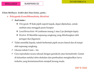 MOLLUSCA KLASIFIKASI (2)
INVERTEBRATA
Filum Mollusca terdiri dari lima kielas, yaitu ;
 Pelecypoda (Lamellibranchiata, Bivalvia)
 Asal nama :
 Pelecypoda  Kaki pipih seperti kapak, dapat dijulurkan, untuk
melekat atau menggali pasir/lumpur
 Lamellibranchiata  Lembaran insang 1 atau 2 ps (berlapis-lapis)
 Bivalvia  Memiliki sepasang cangkang yang dihubungkan oleh
jaringan ikat (ligamen)
 Tidak memiliki kepala, tubuh berbentuk pipih secara lateral dan di tutupi
oleh sepasang cangkang.
 Ukuran tubuh 2 mm – 1m
 Cara reproduksi secara seksual dengan gonokoris atau hermafrodit. Gamet
di keluarkan melalui sifon ekshalan dan pembuahan menghasilkan larva
trokofor yang bermetamorfosis menjadi kerang muda.
 