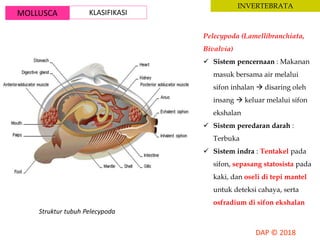 MOLLUSCA KLASIFIKASI
INVERTEBRATA
Struktur tubuh Pelecypoda
Pelecypoda (Lamellibranchiata,
Bivalvia)
 Sistem pencernaan : Makanan
masuk bersama air melalui
sifon inhalan  disaring oleh
insang  keluar melalui sifon
ekshalan
 Sistem peredaran darah :
Terbuka
 Sistem indra : Tentakel pada
sifon, sepasang statosista pada
kaki, dan oseli di tepi mantel
untuk deteksi cahaya, serta
osfradium di sifon ekshalan
 