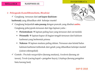 MOLLUSCA KLASIFIKASI (4)
INVERTEBRATA
 Pelecypoda (Lamellibranchiata, Bivalvia)
 Cangkang tersusun dari zat kapur (kalsium-
karbonat) yang dihasilkan oleh kelenjar mantel
 Cangkang berjumlah satu pasang dengan puncak yang disebut umbo.
Cangkang pelecypoda tersusun dari tiga lapisan yaitu :
 Periostrakum  lapisan paling luar yang tersusun dari zat tanduk
 Prismatik  lapisan kapur di bagian tengah tersusun dari kalsium
karbonat yang berbentuk prisma
 Nakreas  lapisan mutiara paling dalam. Tersusun atas kristal halus
kalsium karbonat terbentuk dari getah yang dihasilkan kelenjar mantel
(cairan esktrapalial)
 Contoh : Pinctada margaritifera (kerang mutiara), Anodonta (kerang air
tawar), Teredo (cacing kapal—pengebor kayu), Litophaga (kerang pengebor
batu karang laut)
 