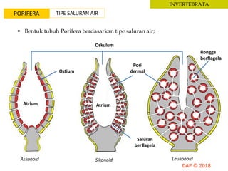 INVERTEBRATA
PORIFERA
 Bentuk tubuh Porifera berdasarkan tipe saluran air;
Askonoid LeukonoidSikonoid
Atrium Atrium
Oskulum
Pori
dermal
Saluran
berflagela
Ostium
Rongga
berflagela
TIPE SALURAN AIR
 