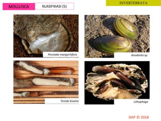 MOLLUSCA KLASIFIKASI (5)
INVERTEBRATA
Pinctada margaritifera Anodonta sp.
Teredo bivalve Lithophaga
 
