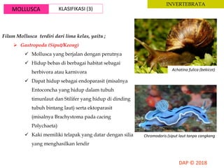 MOLLUSCA KLASIFIKASI (3)
INVERTEBRATA
Filum Mollusca terdiri dari lima kelas, yaitu ;
 Gastropoda (Siput/Keong)
 Mollusca yang berjalan dengan perutnya
 Hidup bebas di berbagai habitat sebagai
herbivora atau karnivora
 Dapat hidup sebagai endoparasit (misalnya
Entoconcha yang hidup dalam tubuh
timunlaut dan Stilifer yang hidup di dinding
tubuh bintang laut) serta ektoparasit
(misalnya Brachystoma pada cacing
Polychaeta)
 Kaki memiliki telapak yang datar dengan silia
yang menghasilkan lendir
Achatina fulica (bekicot)
Chromodoris (siput laut tanpa cangkang
 