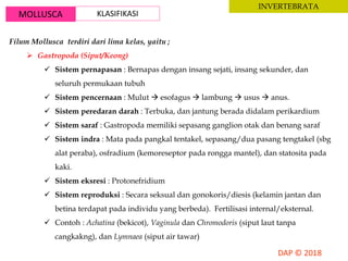 MOLLUSCA KLASIFIKASI
INVERTEBRATA
Filum Mollusca terdiri dari lima kelas, yaitu ;
 Gastropoda (Siput/Keong)
 Sistem pernapasan : Bernapas dengan insang sejati, insang sekunder, dan
seluruh permukaan tubuh
 Sistem pencernaan : Mulut  esofagus  lambung  usus  anus.
 Sistem peredaran darah : Terbuka, dan jantung berada didalam perikardium
 Sistem saraf : Gastropoda memiliki sepasang ganglion otak dan benang saraf
 Sistem indra : Mata pada pangkal tentakel, sepasang/dua pasang tengtakel (sbg
alat peraba), osfradium (kemoreseptor pada rongga mantel), dan statosita pada
kaki.
 Sistem eksresi : Protonefridium
 Sistem reproduksi : Secara seksual dan gonokoris/diesis (kelamin jantan dan
betina terdapat pada individu yang berbeda). Fertilisasi internal/eksternal.
 Contoh : Achatina (bekicot), Vaginula dan Chromodoris (siput laut tanpa
cangkakng), dan Lymnaea (siput air tawar)
 