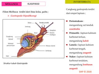 MOLLUSCA KLASIFIKASI
INVERTEBRATA
Filum Mollusca terdiri dari lima kelas, yaitu ;
 Gastropoda (Siput/Keong)
Struktur tubuh Gastropoda
Cangkang gastropoda terdiri
dari empat lapisan ;
Periostrakum :
mengandung zat tanduk
conchiolin
Primastik : lapisan kalsium
karbonat terluar,
mengandung kalsit
Lamela : lapisan kalsium
karbonat tengah,
mengandung aragonit
Nakre : lapisan kalsium
karbonat terdalam,
mengandung lembaran
aragonit
 