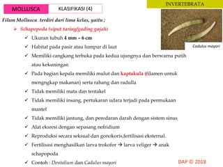 MOLLUSCA KLASIFIKASI (4)
INVERTEBRATA
Filum Mollusca terdiri dari lima kelas, yaitu ;
 Schapopoda (siput taring/gading gajah)
 Ukuran tubuh 4 mm – 6 cm
 Habitat pada pasir atau lumpur di laut
 Memiliki cangkang terbuka pada kedua ujungnya dan berwarna putih
atau kekuningan
 Pada bagian kepala memiliki mulut dan kaptakula (filamen untuk
mengngkap makanan) serta rahang dan radulla
 Tidak memiliki mata dan tentakel
 Tidak memiliki insang, pertukaran udara terjadi pada permukaan
mantel
 Tidak memiliki jantung, dan peredaran darah dengan sistem sinus
 Alat eksresi dengan sepasang nefridium
 Reproduksi secara seksual dan gonokoris,fertilisasi eksternal.
 Fertilisasi menghasilkan larva trokofor  larva veliger  anak
schapopoda
 Contoh : Dentalium dan Cadulus mayori
Cadulus mayori
 