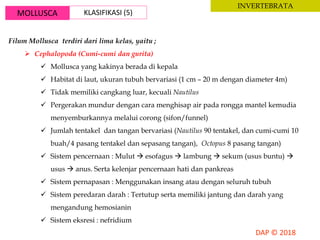 MOLLUSCA KLASIFIKASI (5)
INVERTEBRATA
Filum Mollusca terdiri dari lima kelas, yaitu ;
 Cephalopoda (Cumi-cumi dan gurita)
 Mollusca yang kakinya berada di kepala
 Habitat di laut, ukuran tubuh bervariasi (1 cm – 20 m dengan diameter 4m)
 Tidak memiliki cangkang luar, kecuali Nautilus
 Pergerakan mundur dengan cara menghisap air pada rongga mantel kemudia
menyemburkannya melalui corong (sifon/funnel)
 Jumlah tentakel dan tangan bervariasi (Nautilus 90 tentakel, dan cumi-cumi 10
buah/4 pasang tentakel dan sepasang tangan), Octopus 8 pasang tangan)
 Sistem pencernaan : Mulut  esofagus  lambung  sekum (usus buntu) 
usus  anus. Serta kelenjar pencernaan hati dan pankreas
 Sistem pernapasan : Menggunakan insang atau dengan seluruh tubuh
 Sistem peredaran darah : Tertutup serta memiliki jantung dan darah yang
mengandung hemosianin
 Sistem eksresi : nefridium
 