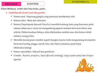 MOLLUSCA KLASIFIKASI
INVERTEBRATA
Filum Mollusca terdiri dari lima kelas, yaitu ;
 Cephalopoda (Cumi-cumi dan gurita)
 Sistem saraf : Sepasang ganglia yang memusat membentuk otak
 Sistem indra : Mata dan statosista
 Semua Chepalopoda (kecuali Nautilus) memiliki kantong tinta yang bermuara pada
rektum dekat anus, cairan ini mengandung pigmen melanin berwarna hitam atau
cokelat. Dalam keadaan bahaya, tinta dikeluarkan melalui anus dan keluar tubuh
melalui corong/sifon
 Memiliki kemampuan mimikri seperti bunglon karena kulit mengandung kromatofor
berwarna kuning, jingga, merah, biru, dan hitam (misalnya pada Sepia
officinalis/sotong)
 Sistem reproduksi : Seksual dan gonokoris
 Contoh : Nautilus pompilius, Sepia officinalis (sotong), Loligo (cumi-cumi) dan Octopus
(gurita)
 