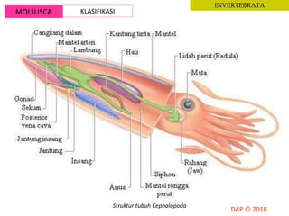 MOLLUSCA KLASIFIKASI
INVERTEBRATA
Struktur tubuh Cephalopoda
 