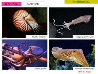 MOLLUSCA KLASIFIKASI
INVERTEBRATA
Nautilus pompilius Loligo sp. (cumi-cumi)
Octopus (gurita) Sepia officinalis (sotong)
 