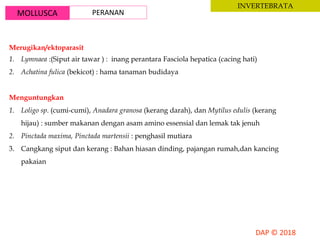 MOLLUSCA PERANAN
INVERTEBRATA
Merugikan/ektoparasit
1. Lymnaea :(Siput air tawar ) : inang perantara Fasciola hepatica (cacing hati)
2. Achatina fulica (bekicot) : hama tanaman budidaya
Menguntungkan
1. Loligo sp. (cumi-cumi), Anadara granosa (kerang darah), dan Mytilus edulis (kerang
hijau) : sumber makanan dengan asam amino essensial dan lemak tak jenuh
2. Pinctada maxima, Pinctada martensii : penghasil mutiara
3. Cangkang siput dan kerang : Bahan hiasan dinding, pajangan rumah,dan kancing
pakaian
 