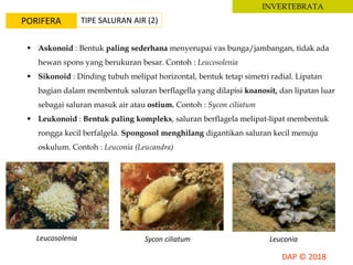 INVERTEBRATA
PORIFERA
 Askonoid : Bentuk paling sederhana menyerupai vas bunga/jambangan, tidak ada
hewan spons yang berukuran besar. Contoh : Leucosolenia
 Sikonoid : Dinding tubuh melipat horizontal, bentuk tetap simetri radial. Lipatan
bagian dalam membentuk saluran berflagella yang dilapisi koanosit, dan lipatan luar
sebagai saluran masuk air atau ostium. Contoh : Sycon ciliatum
 Leukonoid : Bentuk paling kompleks, saluran berflagela melipat-lipat membentuk
rongga kecil berfalgela. Spongosol menghilang digantikan saluran kecil menuju
oskulum. Contoh : Leuconia (Leucandra)
Leucosolenia Sycon ciliatum Leuconia
TIPE SALURAN AIR (2)
 