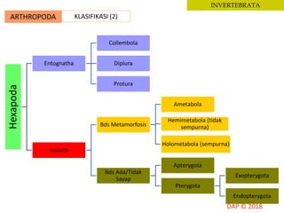 ARTHROPODA KLASIFIKASI (2)
INVERTEBRATA
Hexapoda
Entognatha
Collembola
Diplura
Protura
Insecta
Bds Metamorfosis
Ametabola
Hemimetabola (tidak
sempurna)
Holometabola (sempurna)
Bds Ada/Tidak
Sayap
Apterygota
Pterygota
Exopterygota
Endopterygota
 
