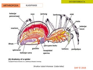 ARTHROPODA KLASIFIKASI
INVERTEBRATA
Struktur tubuh Araneae (Laba-laba)
 