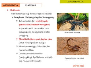 ARTHROPODA KLASIFIKASI
INVERTEBRATA
 Chelicerata
Subfilum ini di bagi menjadi tiga ordo yaitu :
b) Scorpiones (Kalajengking dan Ketunggeng)
 Tubuh terdiri dari sefalothoraks
pendek dan abdomen bersegmen,
segmen terakhir merupakan ekor
dengan posisi melengkung ke atas
punggung
 Memiliki kalisera pada bagian ekor
untuk melumpuhkan mangsa
 Memakan serangga, laba-laba, dan
hewan kecil lain
 Contoh ; Uroctonus mordax
(kalajengking), Typhlochactas mitchelli,
dan Hadogenes troglodytes
Uroctonus mordax
Typhlochactas mitchelli
 
